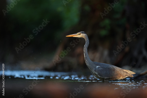 Foto Czapla siwa (Ardea cinerea)