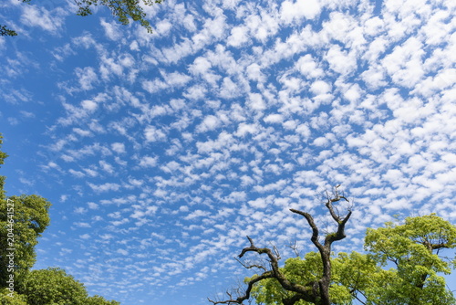 Scaly clouds spreading across the blue sky over Kotohira-shrine