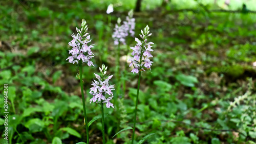 The wild orchid Dactylorhiza, or Dactylorhiza, is a genus of herbaceous plants in the orchid family (Orchidaceae). Its habitats include meadows, pastures, forests, and swamps.
The alpine orchid Dactyl
