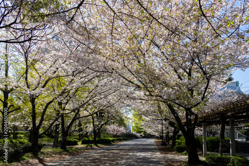 Osaka Castle Park under the beautiful sakura cherry blossom trees, Osaka, Japan