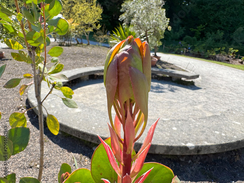 King protea (Protea cynaroides), Giant protea, Honeypot or King sugar bush, Koningsprotea, isiQwane sobukumkani, Königs-Protea, Protea rey - Botanical Garden of the University of Zurich, Switzerland