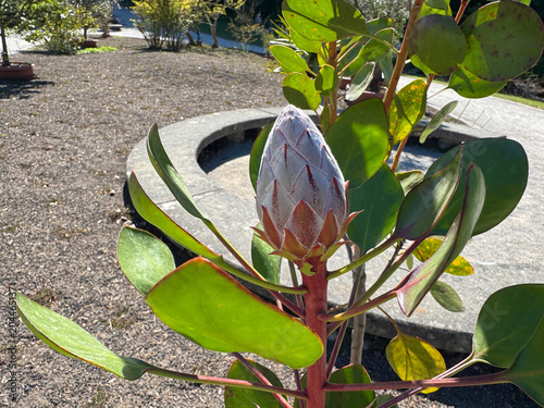 King protea (Protea cynaroides), Giant protea, Honeypot or King sugar bush, Koningsprotea, isiQwane sobukumkani, Königs-Protea, Protea rey - Botanical Garden of the University of Zurich, Switzerland