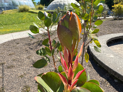 King protea (Protea cynaroides), Giant protea, Honeypot or King sugar bush, Koningsprotea, isiQwane sobukumkani, Königs-Protea, Protea rey - Botanical Garden of the University of Zurich, Switzerland