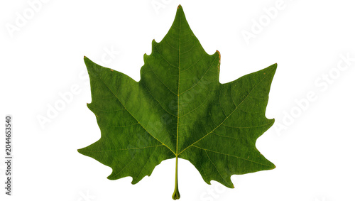 Φωτογραφία Green maple leaf with serrated edges and visible veins