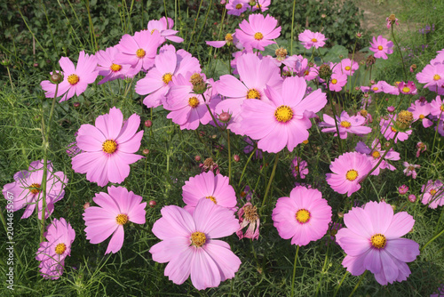 pink colored garden cosmos flower
