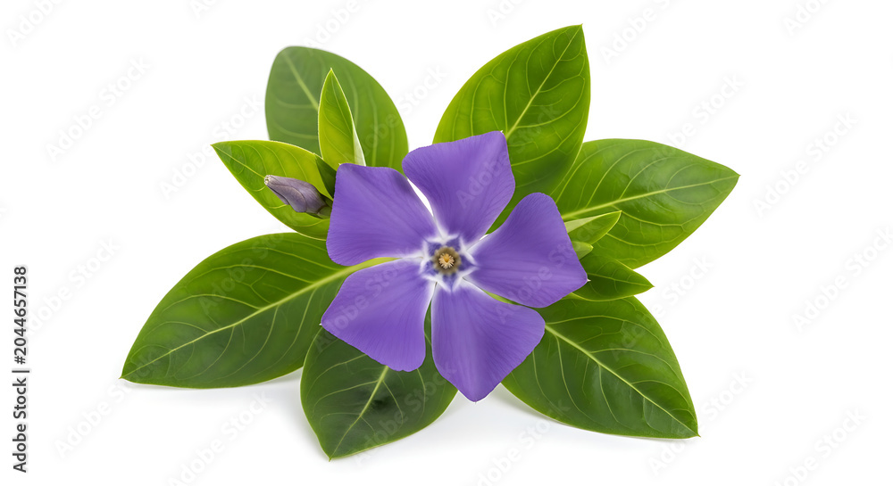 Obraz premium Purple flower with green leaves on white background