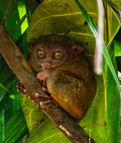 Fotografie Wide-eyed Philippine tarsier (Carlito syrichta) among green leaves