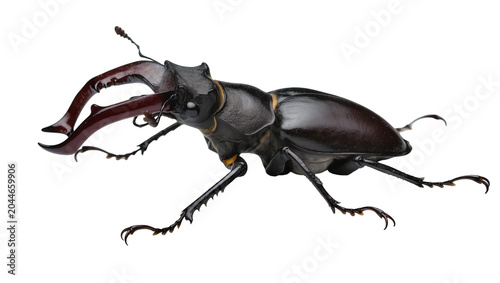 Tableau sur toile Stag beetle with large mandibles dark brown exoskeleton, yellow markings