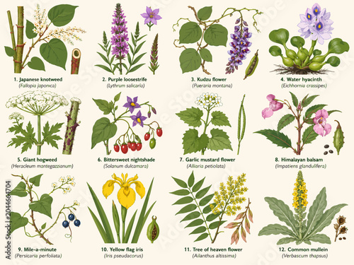 Invasive plant botanical chart featuring Japanese knotweed, purple loosestrife, kudzu, water hyacinth, giant hogweed, nightshade, garlic mustard, Himalayan balsam, yellow flag iris, tree of heaven, an