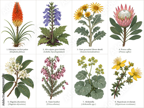 African mountain wildflower chart featuring red hot poker, giant lobelia, protea, giant heather, alchemilla, and hypericum botanical illustrations