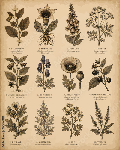 Antique poisonous plants botanical chart featuring belladonna, mandrake, foxglove, hemlock, monkshood, opium poppy, nightshade, henbane, wormwood, rue, and vervain