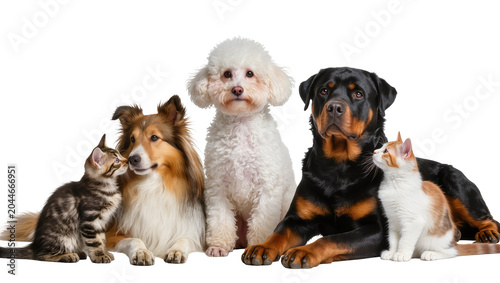 Photography Group of dogs and cats of different breeds and colors