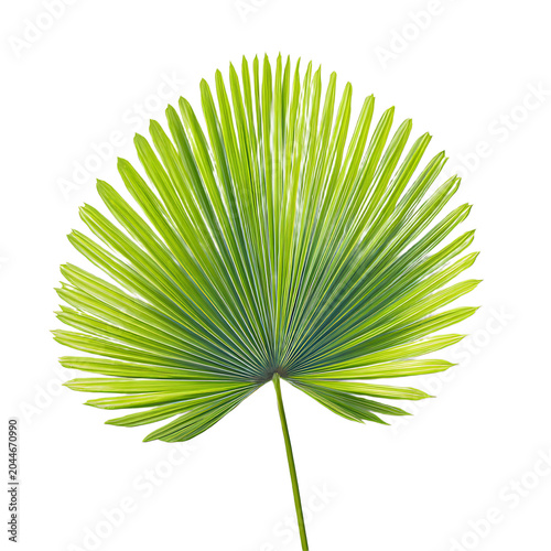 Vibrant Green Palm Frond Delicate Veins Isolated On Transparent Background
