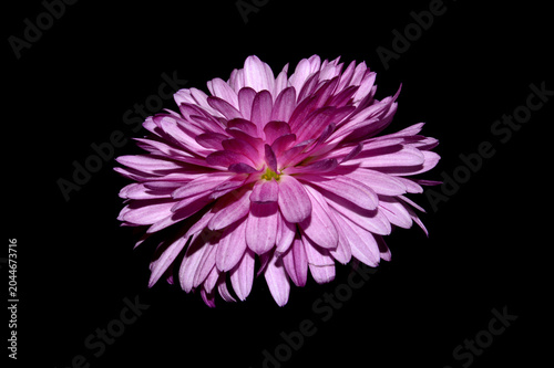 flowers isolated on white background