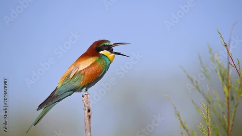 A colorful European bee-eater (Merops apiaster) perched on a branch, looking around against a clear blue sky in its beautiful natural habitat.