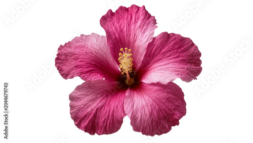 Canvas Print Pink hibiscus flower with yellow stamen