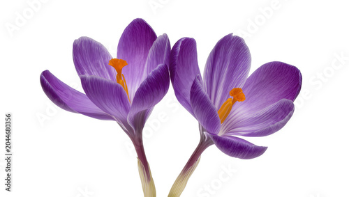 Bild auf Leinwand Two purple crocus flowers with orange stamens
