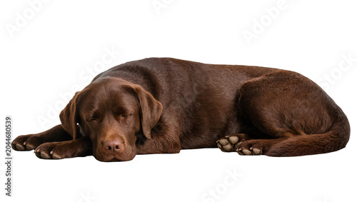 Fotografía Brown Labrador Retriever dog sleeping peacefully