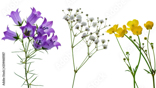 Bild auf Leinwand Purple bellflowers white gypsophila, and yellow buttercups on stems
