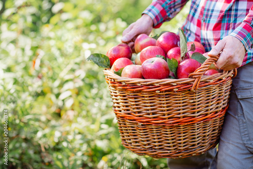 Farmer man holding wicker basket full freshly picked apples orchard during bright autumn harvest