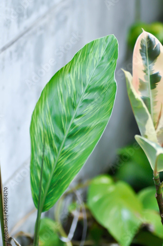 Variegated Galangal , Variegated Shell Ginger or ZINGIBERACEAE or Alpinia sandrerae or Alpinia zerumbet Variegata or bicolor plant or yellow and green leaf