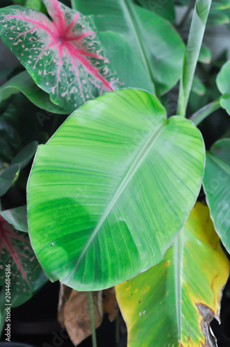 banana tree, bicolor banana plant or Kluai Namwa Dang, Musa ABB or Namwa Dang or bicolor banana plant or yellow and green leaf