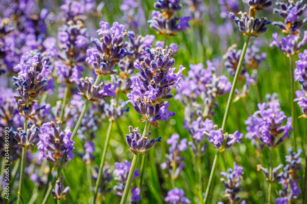 Obraz premium Lavender plants grow in a field during bright daylight hours in a rural setting
