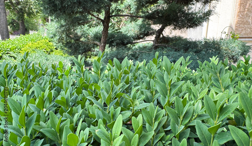 View of the trees in the park through the boxwood bushes