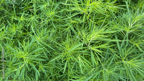 Green kochia bushes in the background