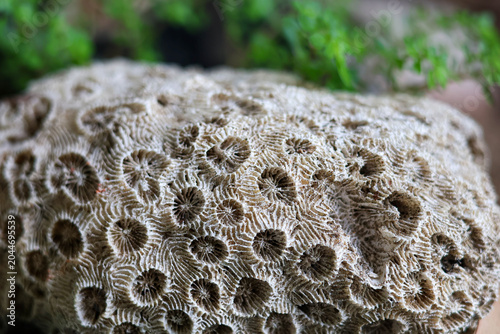 Canvas Print Detailed view of a dry white sea coral skeleton fossil with intricate natural star patterns and green plants in the blurred background