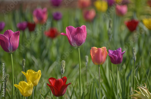 Obraz na płótnie Beautiful multicolored tulips growing in a spring garden