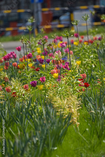 Beautiful multicolored tulips growing in a spring garden. The photograph features pink, yellow, red
and purple tulips highlighted by natural light and artistic background blur, symbolizing renewal, jo