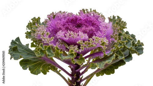 Konstfotografi Ornamental Kale plant with purple and green ruffled leaves