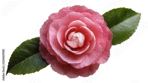 Cuadro en lienzo Pink Camellia Flower with Green Leaves