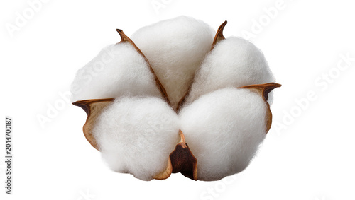 Quadro su tela Cotton boll with fluffy white fibers and brown sepals