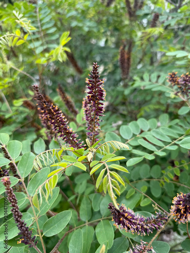 Amorpha fruticosa blooming bush close up