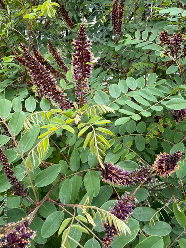 Amorpha fruticosa blooming bush close up