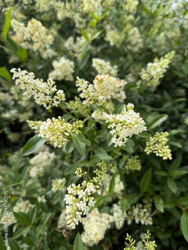 Elderflower (Sambucus nigra) bush with a little bee on it close up
