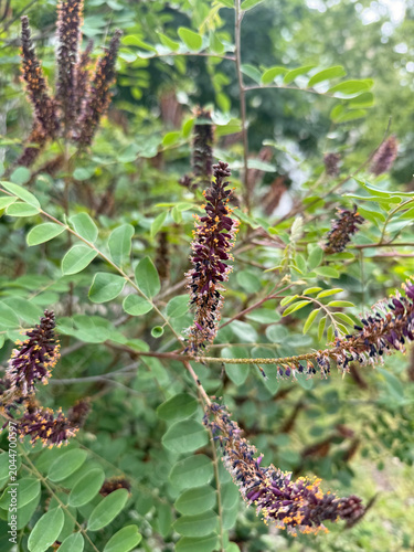 Amorpha fruticosa blooming bush close up