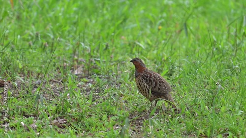 Chinese Bamboo-Partridge Bambusicola thoracicus Wild Bird