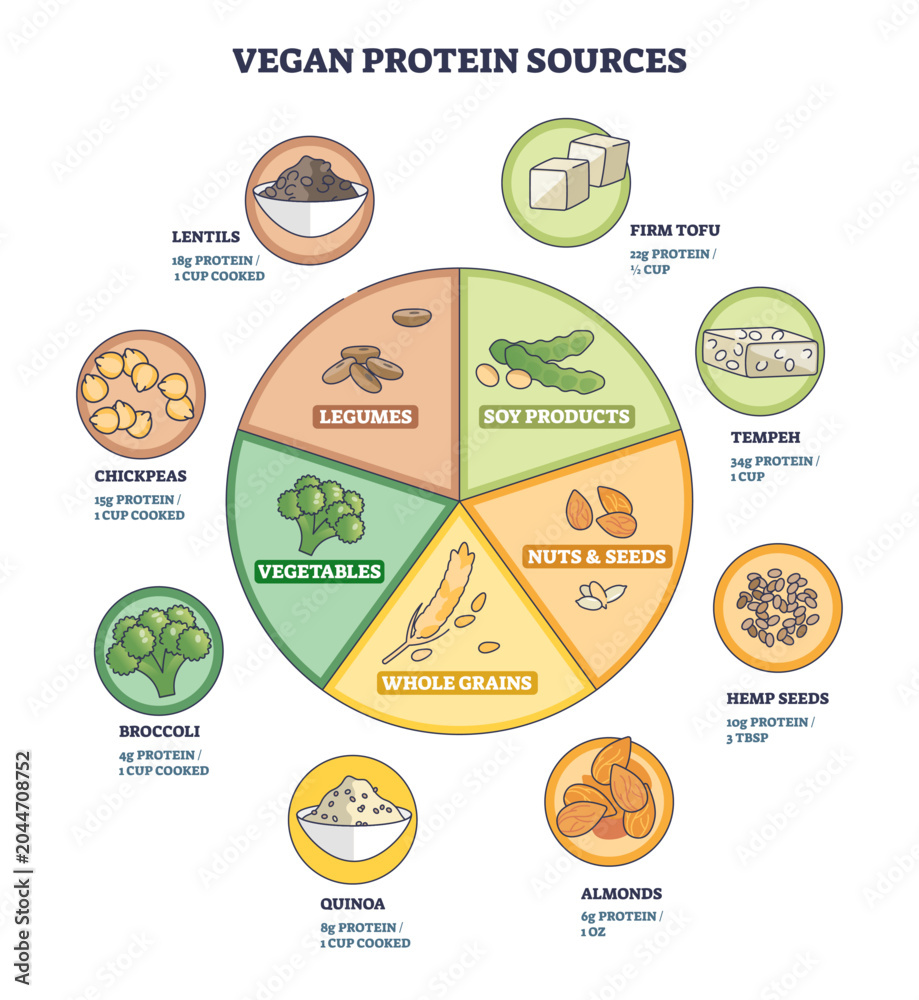 Obraz premium Vegan protein sources diagram shows a pie chart of plant foods, key items include tofu, lentils, and quinoa, conveying balanced plant protein choices. Outline diagram