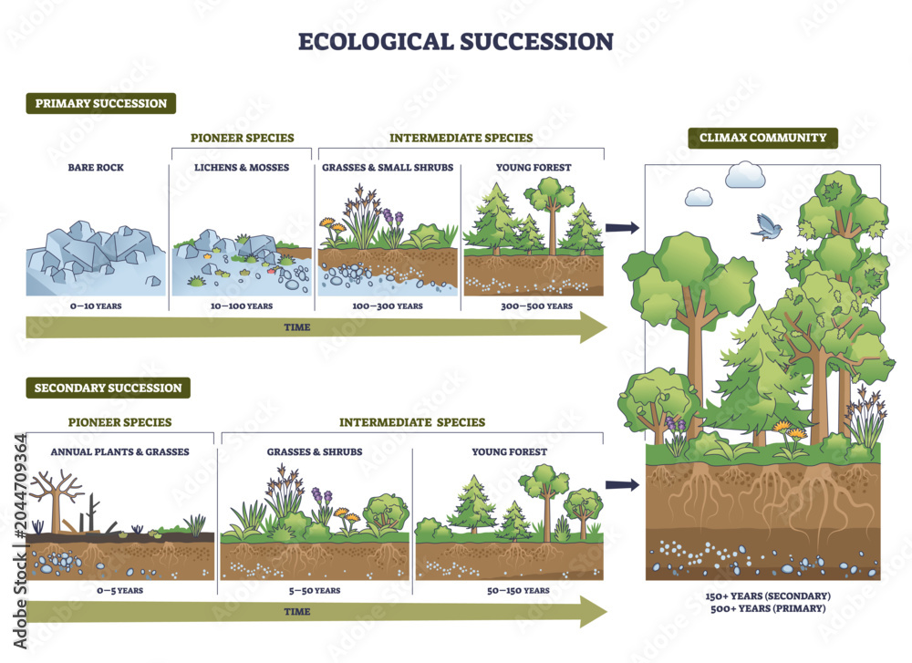 Obraz premium Ecological succession brief outline shows change from bare rock to climax forest over time, key objects, rocks, grasses, trees. Outline diagram