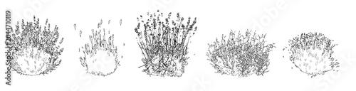 Set of ornamental grasses in elevation view for architectural drawings - isolated on transparent background
