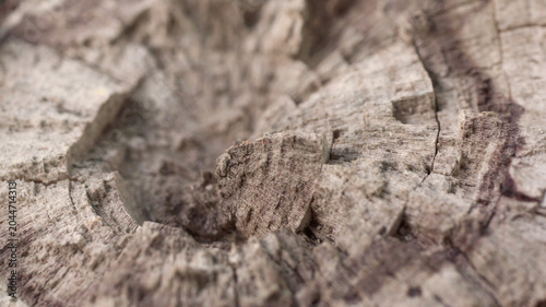 Картината върху платно Texture of a wooden sawn close-up