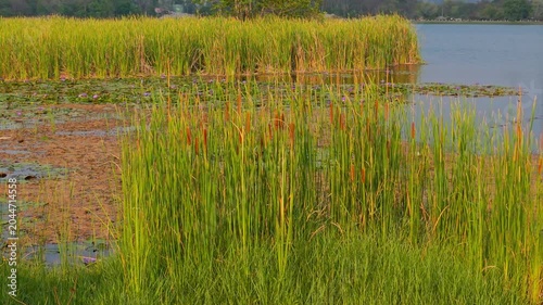 cattails/reeds , At the reservoir