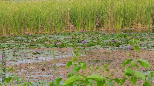 The purple lotus flowers are in full bloom.