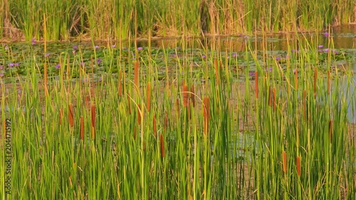 cattails/reeds , At the reservoir