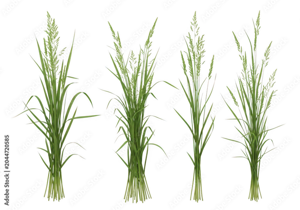 Obraz premium Four distinct bundles of green meadow grass with tall stalks and seed heads isolated on a solid black background, botanical style