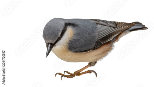 Tableau sur toile Eurasian Nuthatch bird with grey blue and orange plumage
