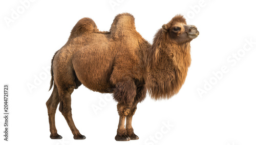 Photos Dromedary camel with one hump and shaggy fur